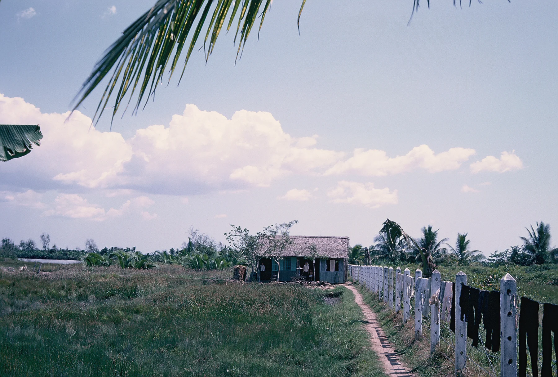 Rice Paddie - Saigon
