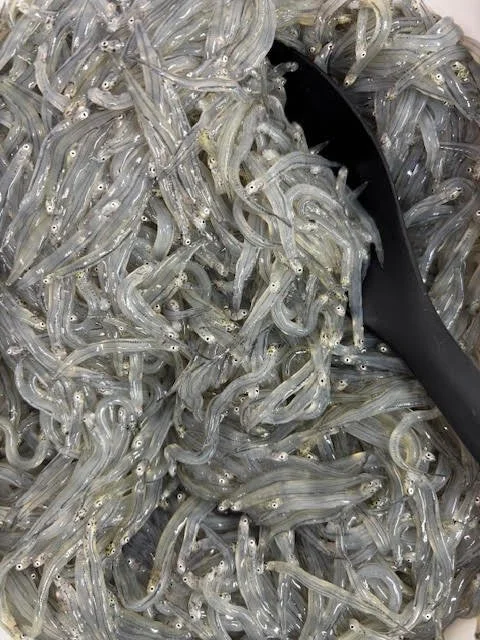 whitebait1.jpg