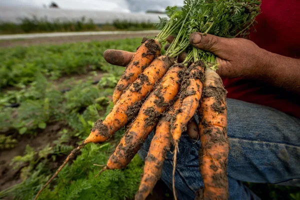 Vegetales frescos sobre suelo degradado ilustrando la pérdida de minerales en los cultivos y la reducción del valor nutricional de los alimentos.