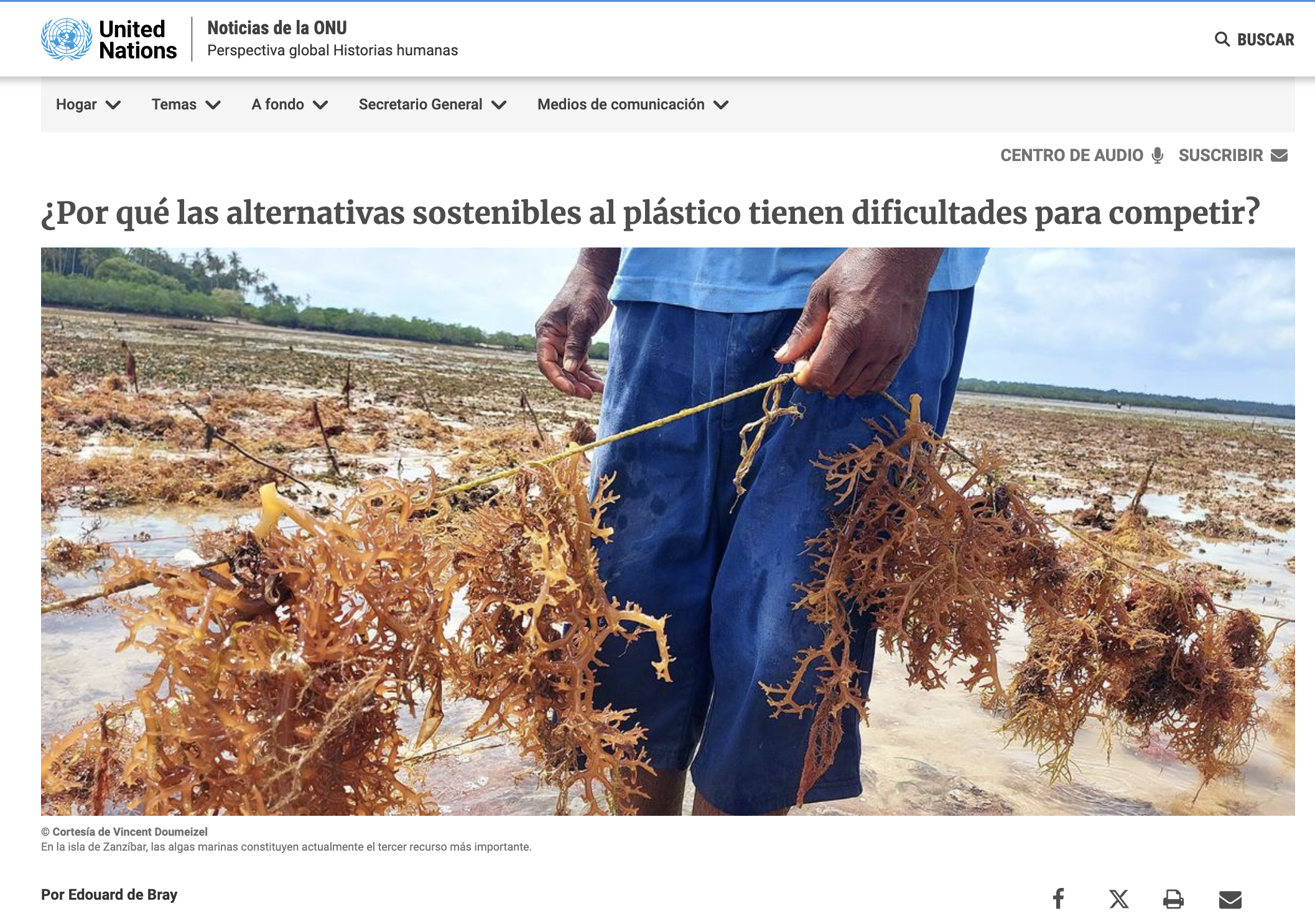 Persona recolectando algas marinas en Zanzíbar, en una nota de Naciones Unidas sobre las dificultades que enfrentan las alternativas sostenibles para competir con los plásticos derivados de combustibles fósiles.