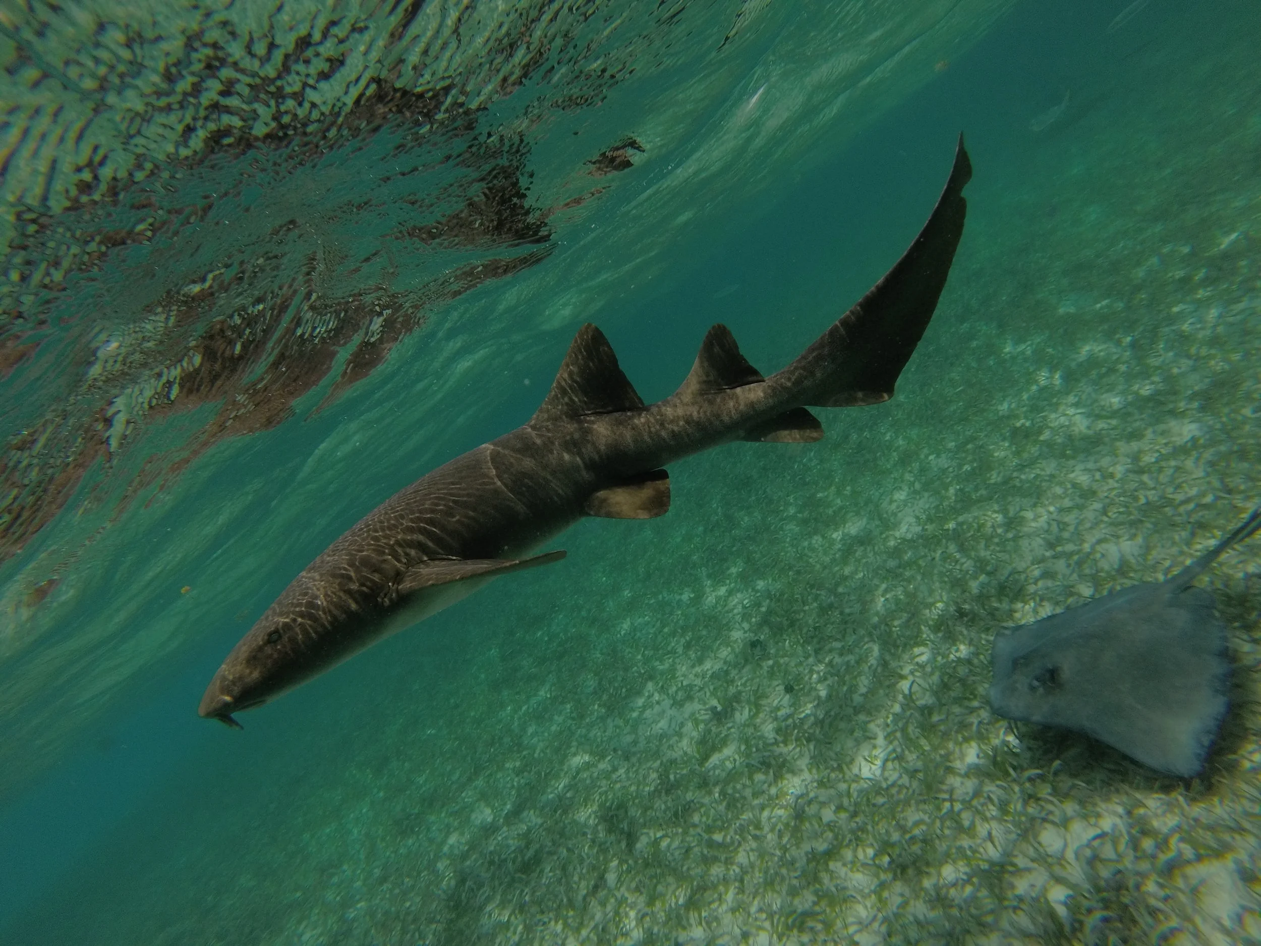 Belize_Shark_Ray_Alley_2015.jpg