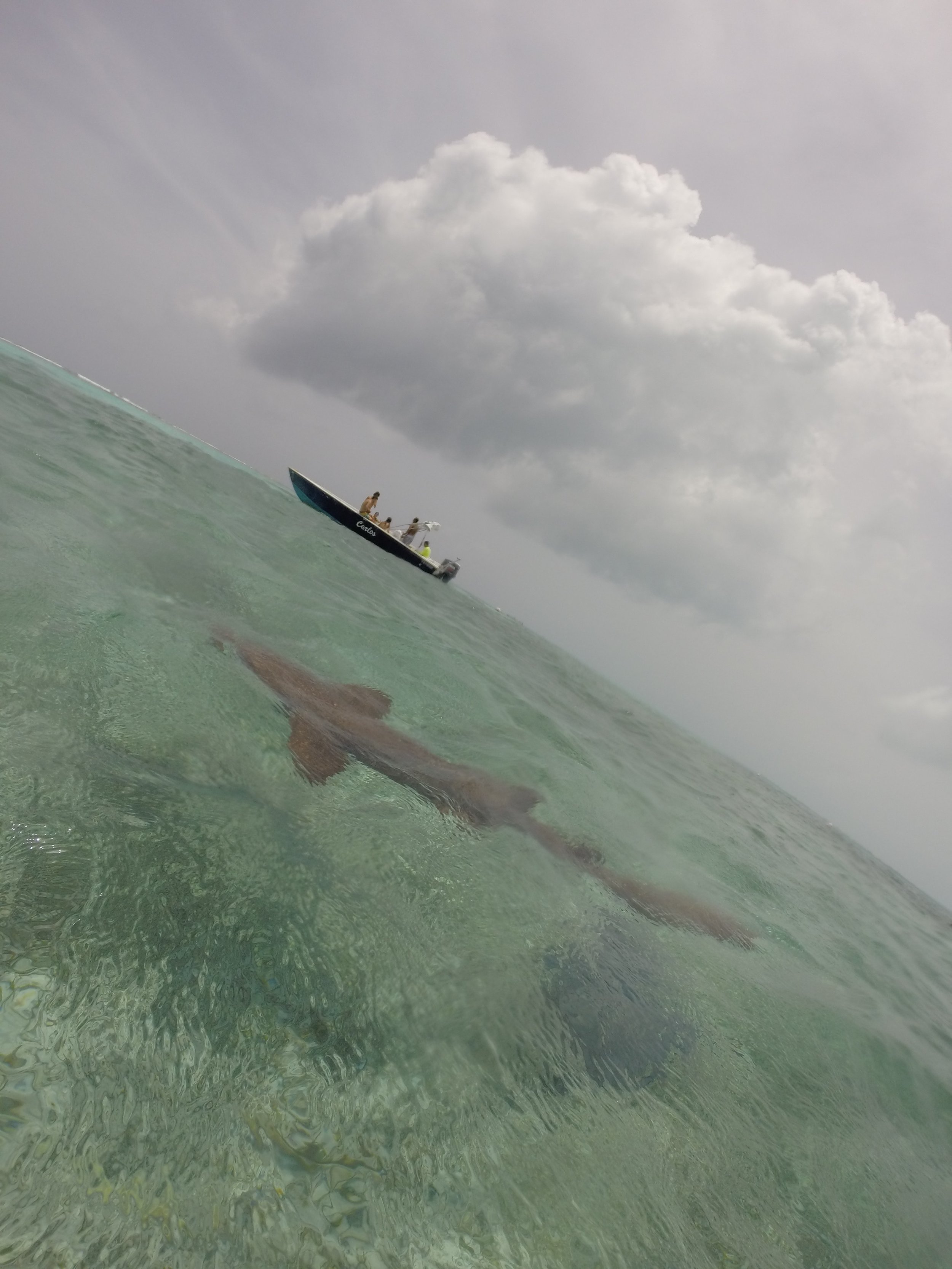 Belize_Shark_Ray_Alley2_2015.jpg