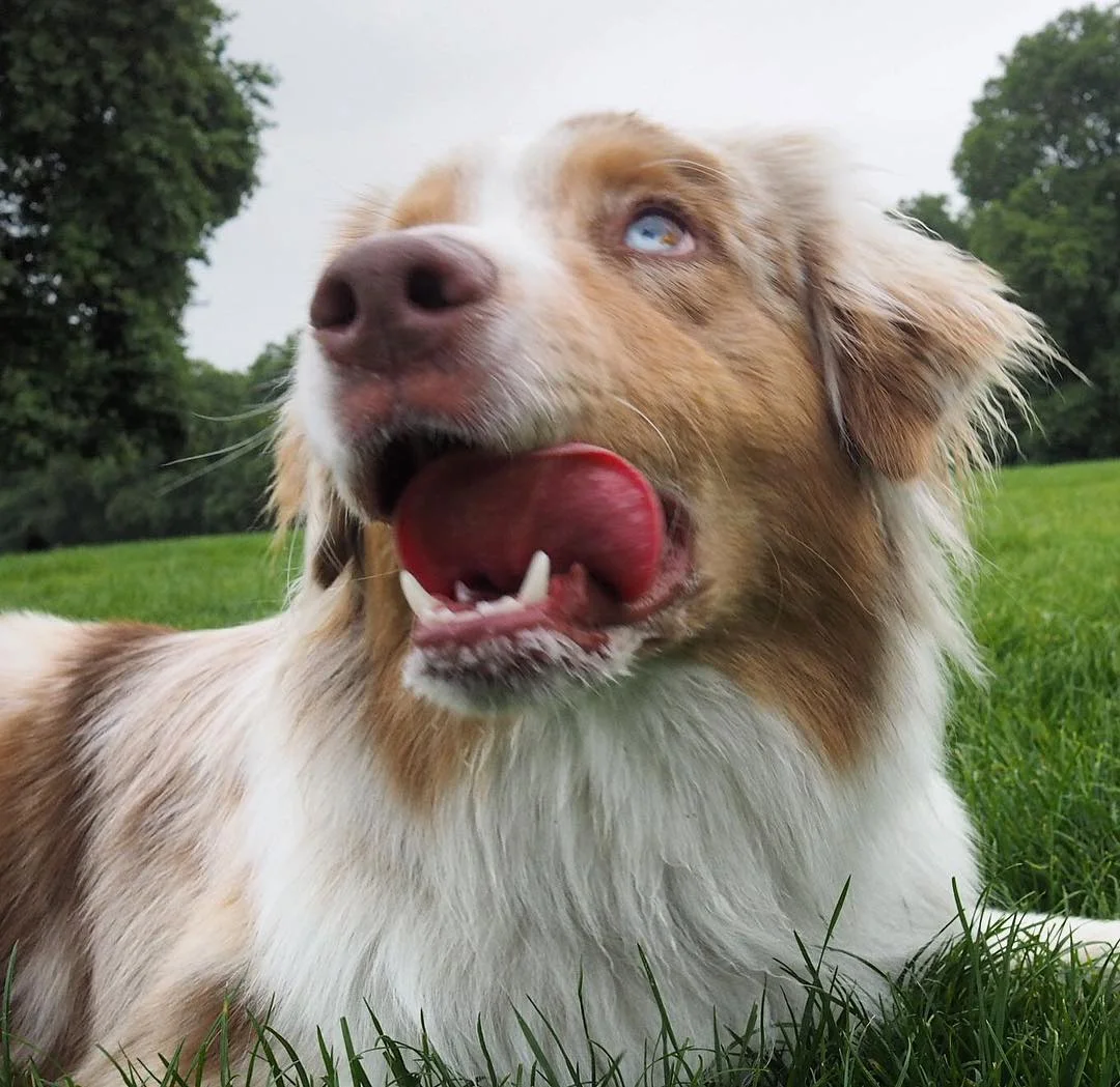aussie_derp_london.jpg
