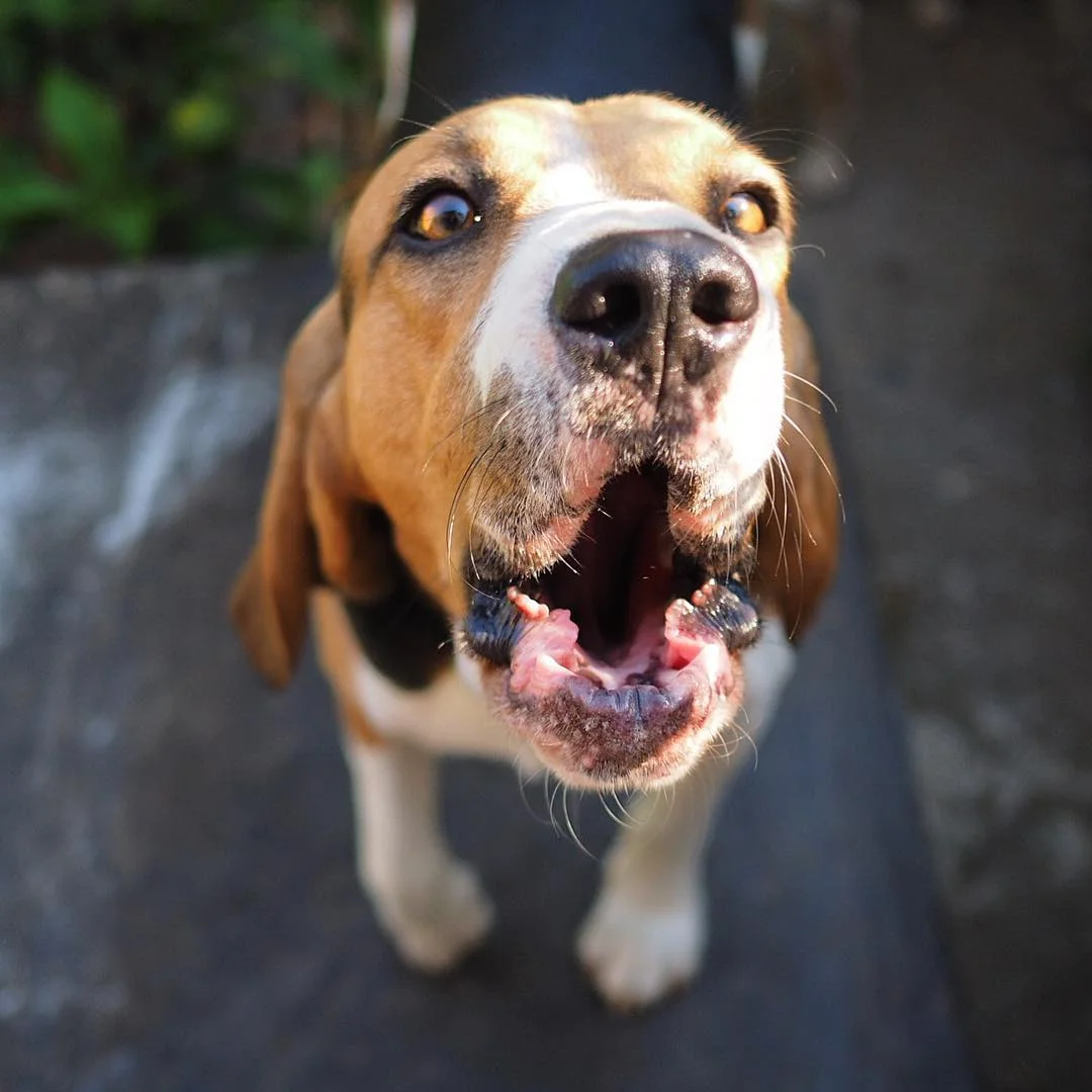 beagles_italy.jpg