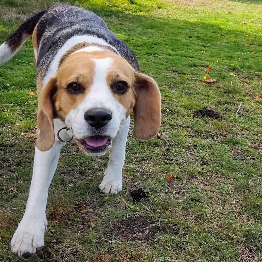 beagle_bella_london.jpg