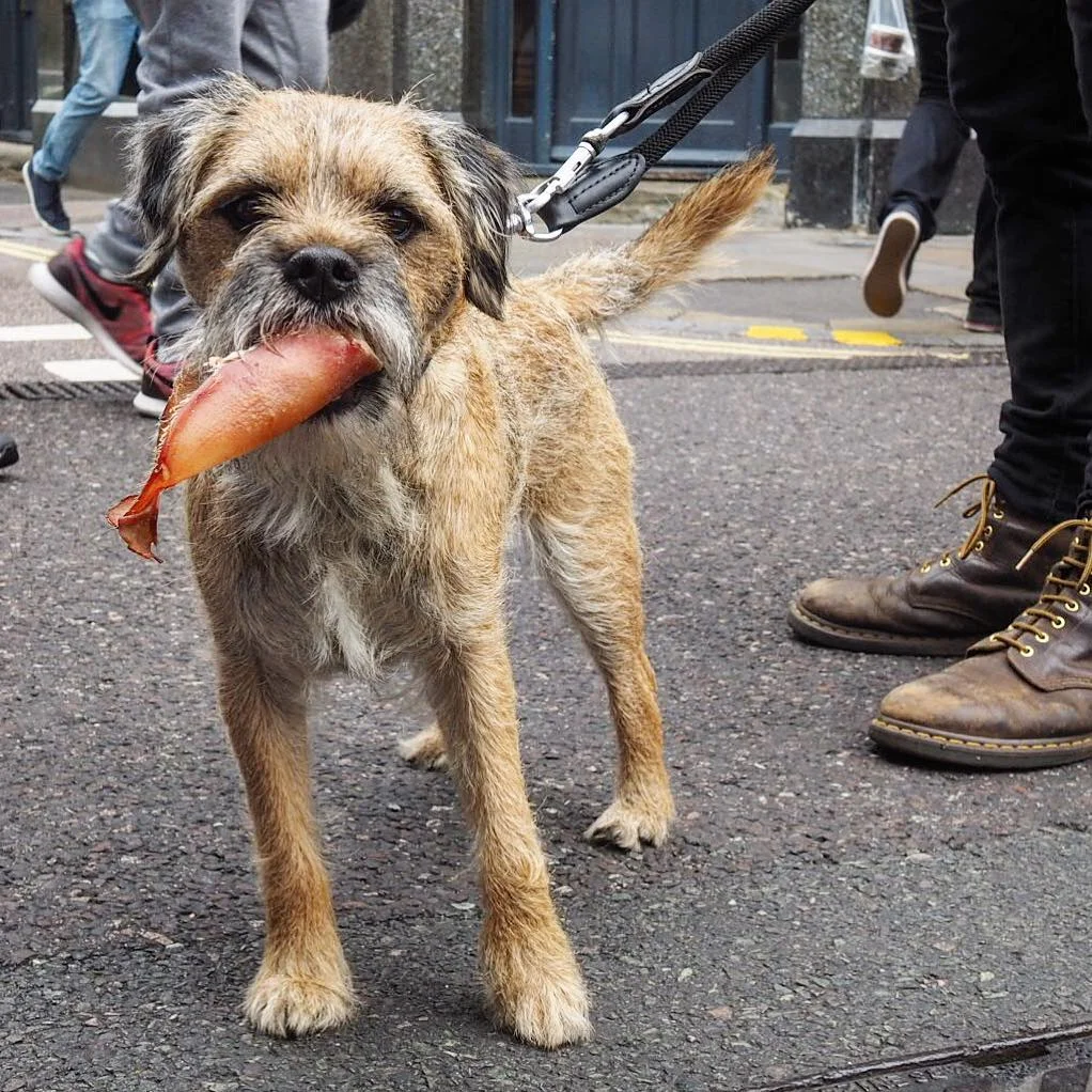 borderterrier_bo_london.jpg