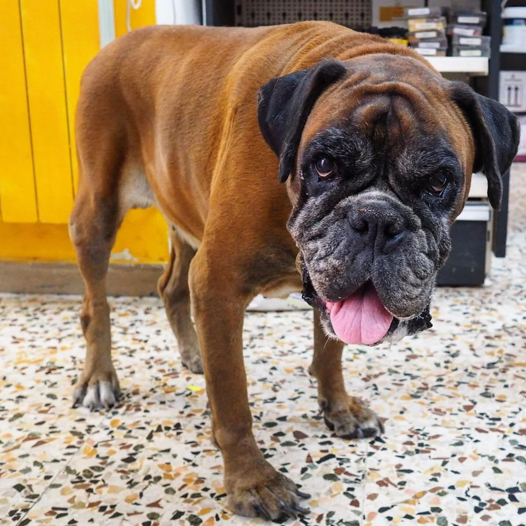 boxer_camila_italy.jpg