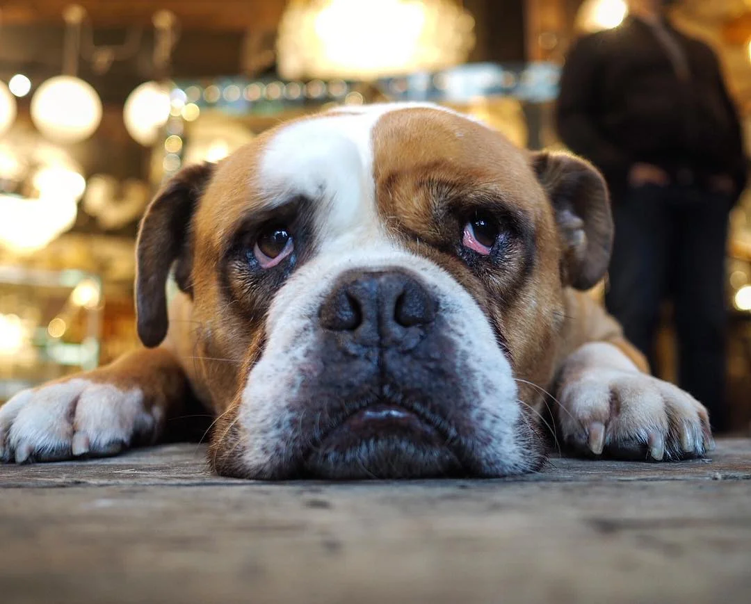 bulldog_elvis_london.jpg