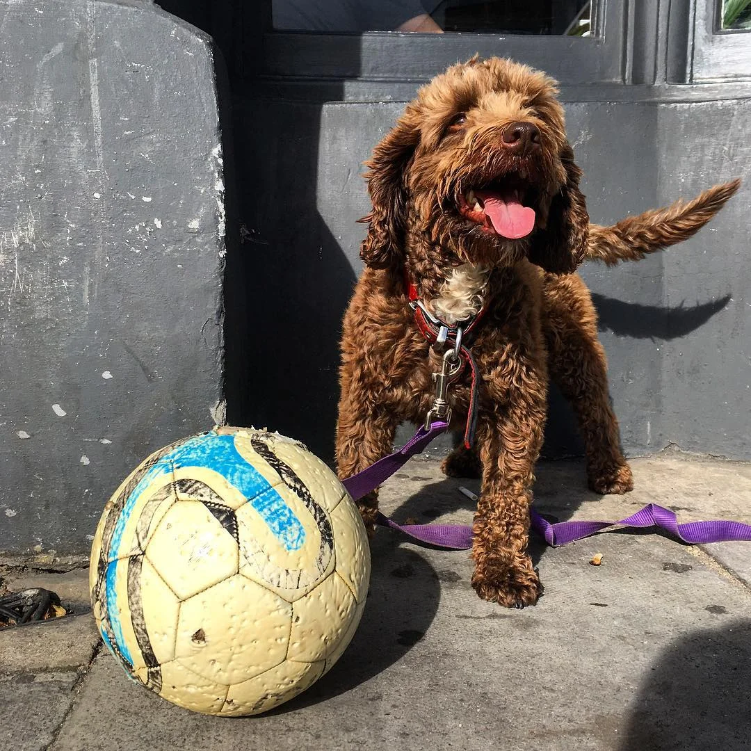 doodle_rufus_london.jpg