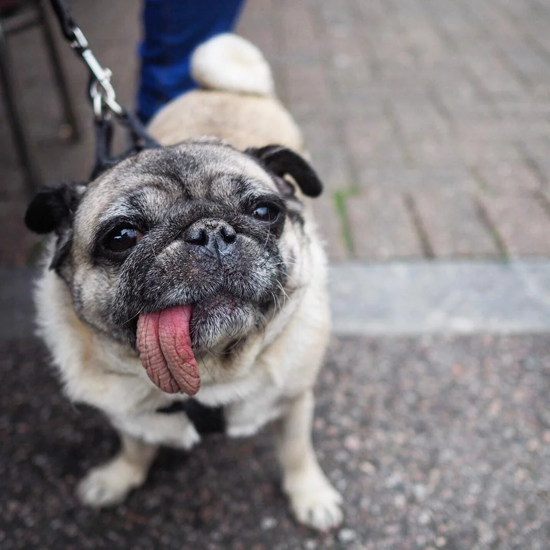 pug_bubbles_london.jpg