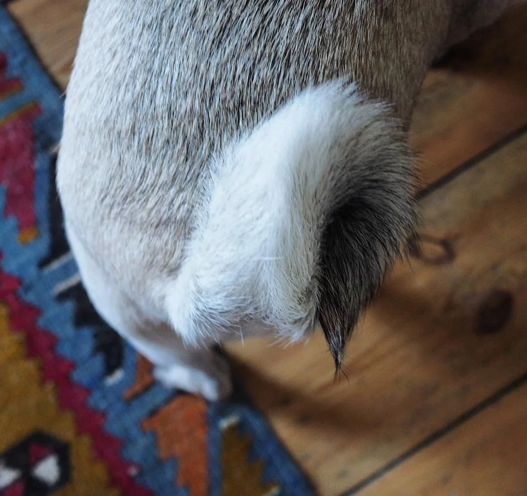 pug_louis_london.jpg