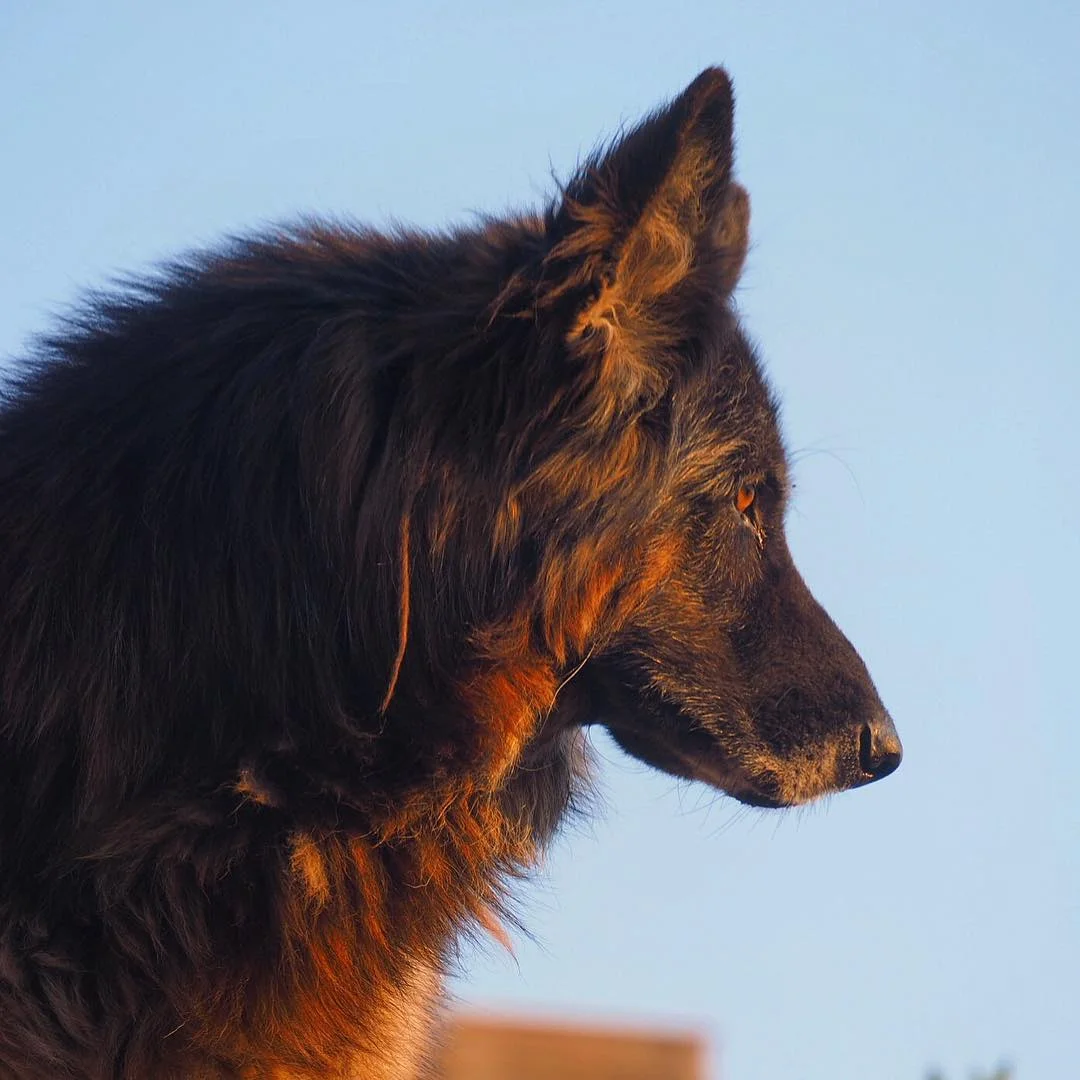 shepherd_profile_italy.jpg