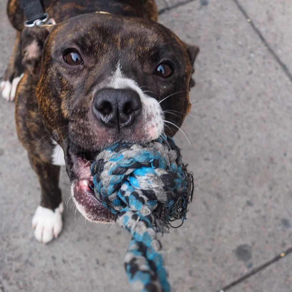 staffie_risky_london.jpg