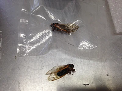 Record Number: 008 Collection Date: 9 July 2017 Description: Cicada Dimension: 0.50" x 1.5" x 0.25"