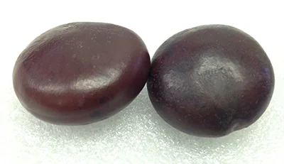 Record Number: 020 Collection Date: 18 Oct 2017 Description: Two seeds of unknown variety. Smooth brown outer shell Dimension: 1.5" x 1.5" x 0.5" each
