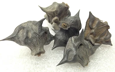 Record Number: 030 Collection Date: 21 Oct 2017 Description: Thorny, black, water chestnut (aka devil pod) Dimension: 1" x 1" x .75" each