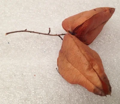 Record Number: 060 Collection Date: 12 Jun 2017 Description: Jack-0-lantern, decorative plant, Burnt orange and fragile when dried Dimension: 4" x 3" x 1.5"
