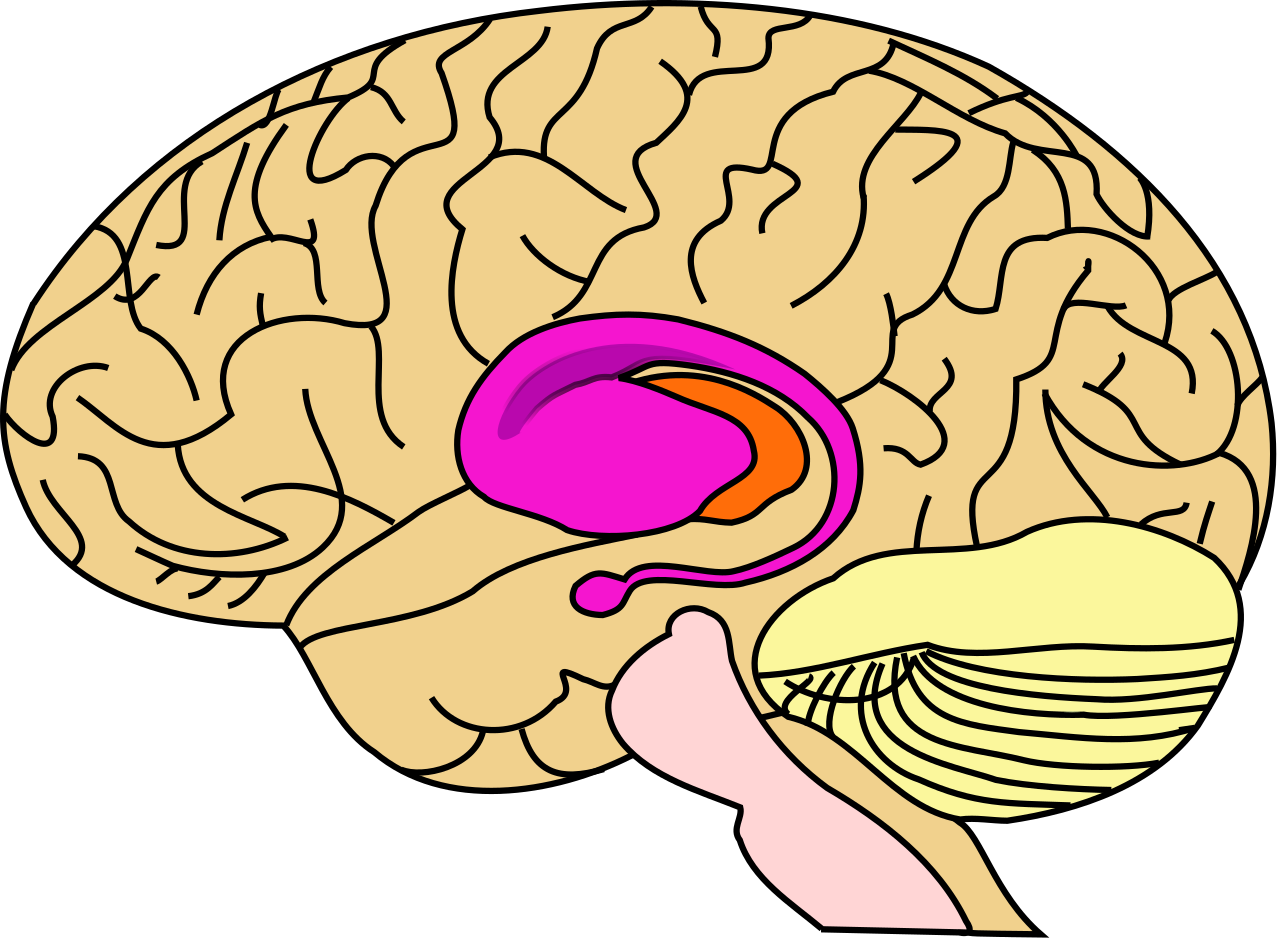 1280px-BrainCaudatePutamen.svg.png
