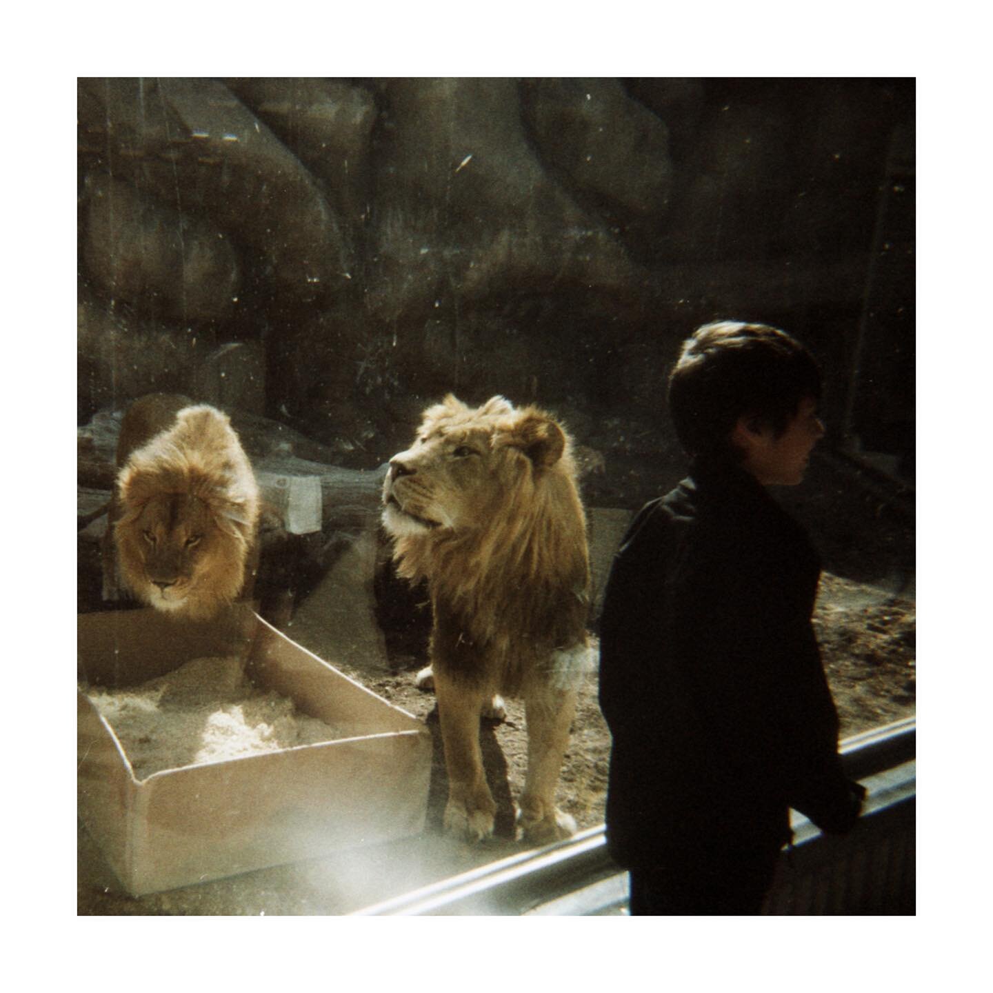 got a roll of #wolfennc500 film at the @freestylephotola booth during the SPE conference and used it at the zoo the next day
🦁😵&zwj;💫

🖤 trying new film stocks 
#35mm #freestylephotola