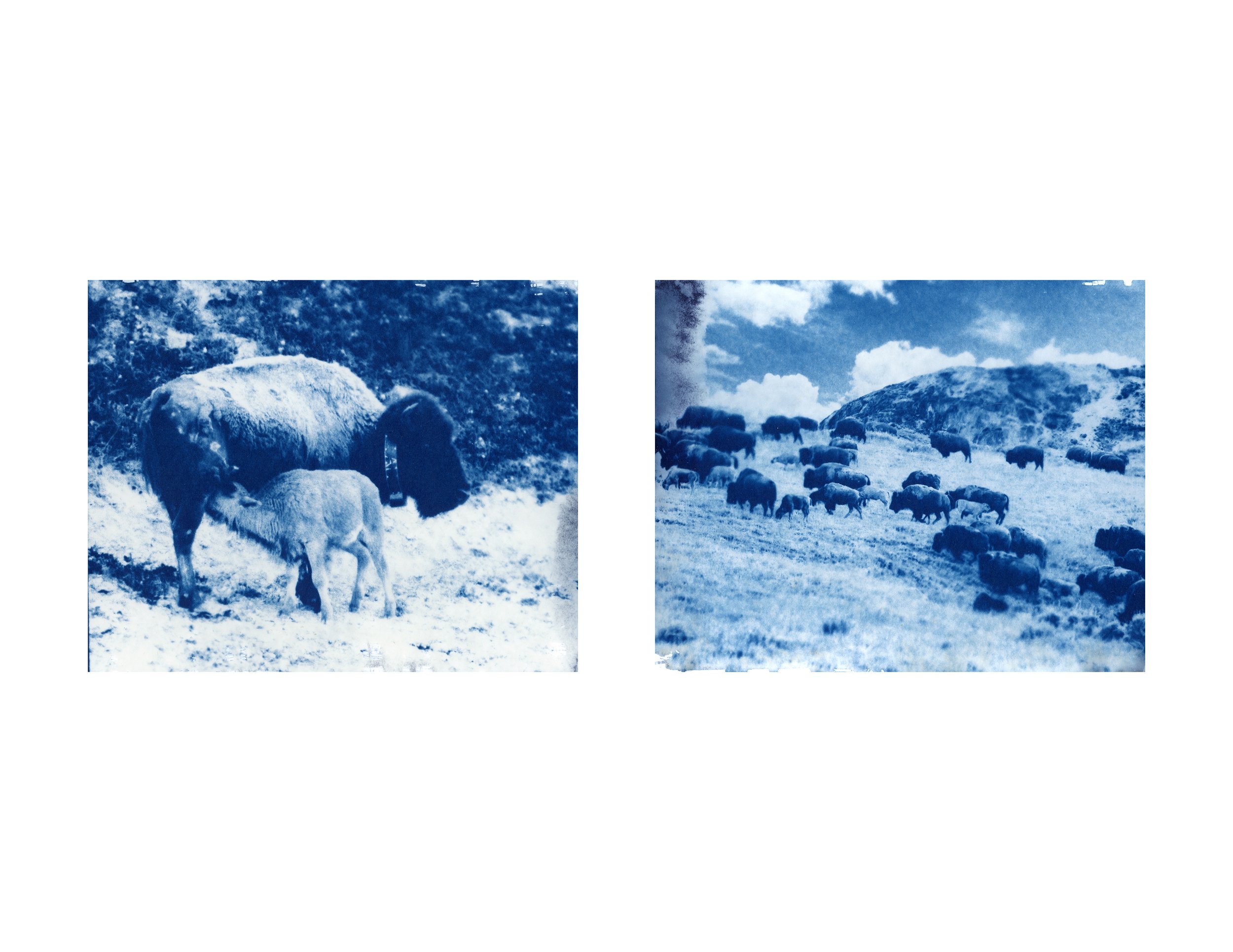 17_bison cyanotype.jpg