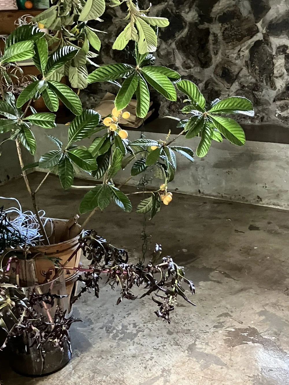 perennial jeju2.jpeg