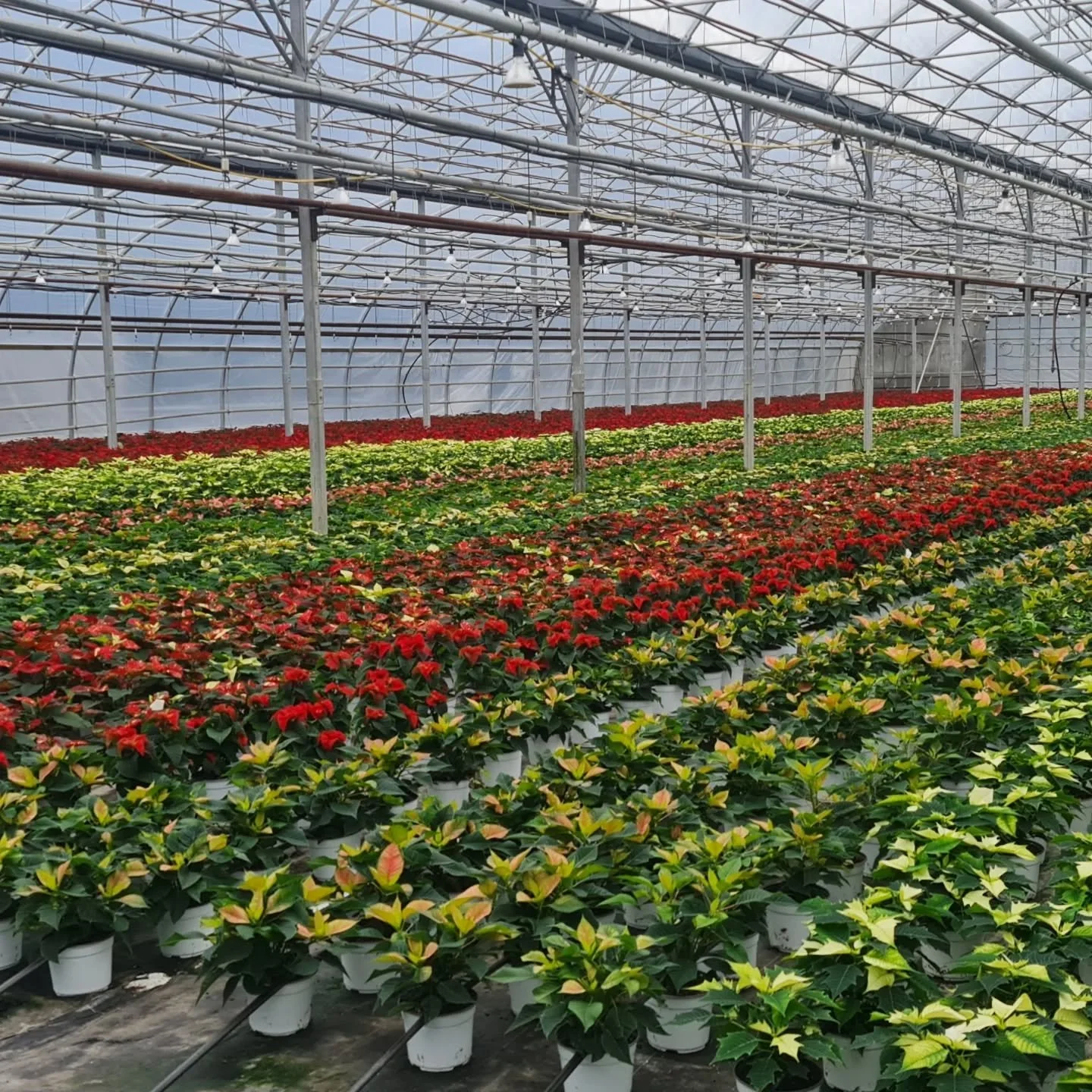We had the absolute pleasure of visiting Hilltop Gardens in Victoria, BC. 🌿 With over 50 years of experience growing plants and veggies, their dedication to quality is truly inspiring. 🌱
A big thank-you to Richard Murray for welcoming us and sharin