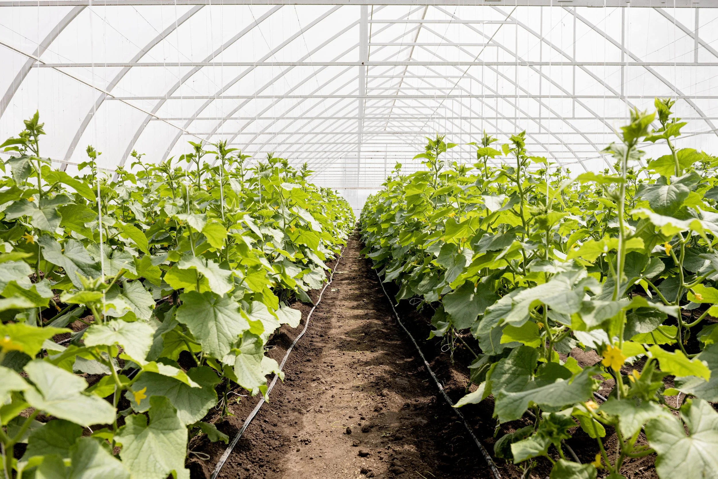 Soil Sensors — Horti-tech Controls