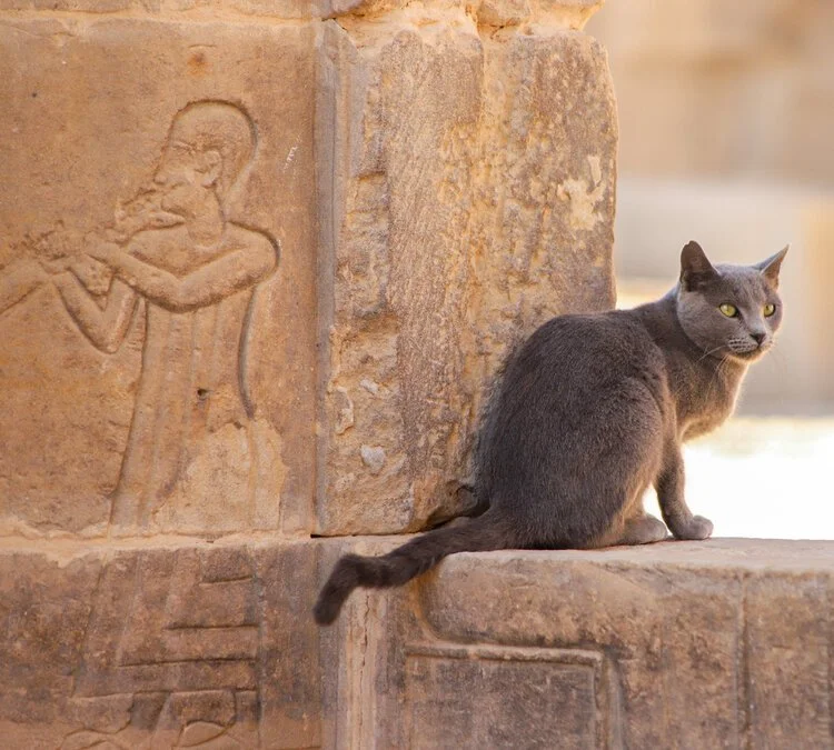 Egyptiancat.JPG