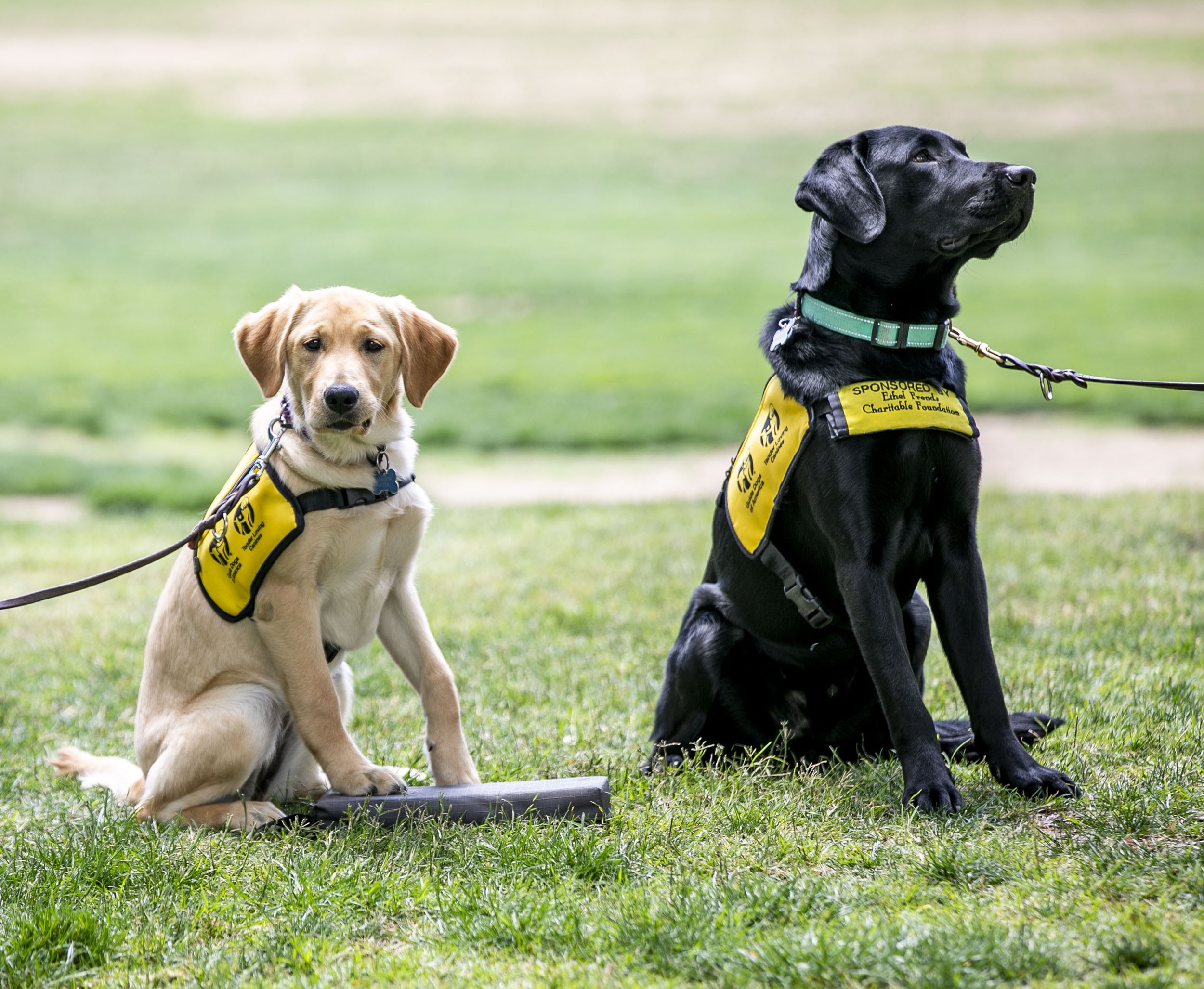 041825_GUIDEDOGS_HM_WEB_12.JPG