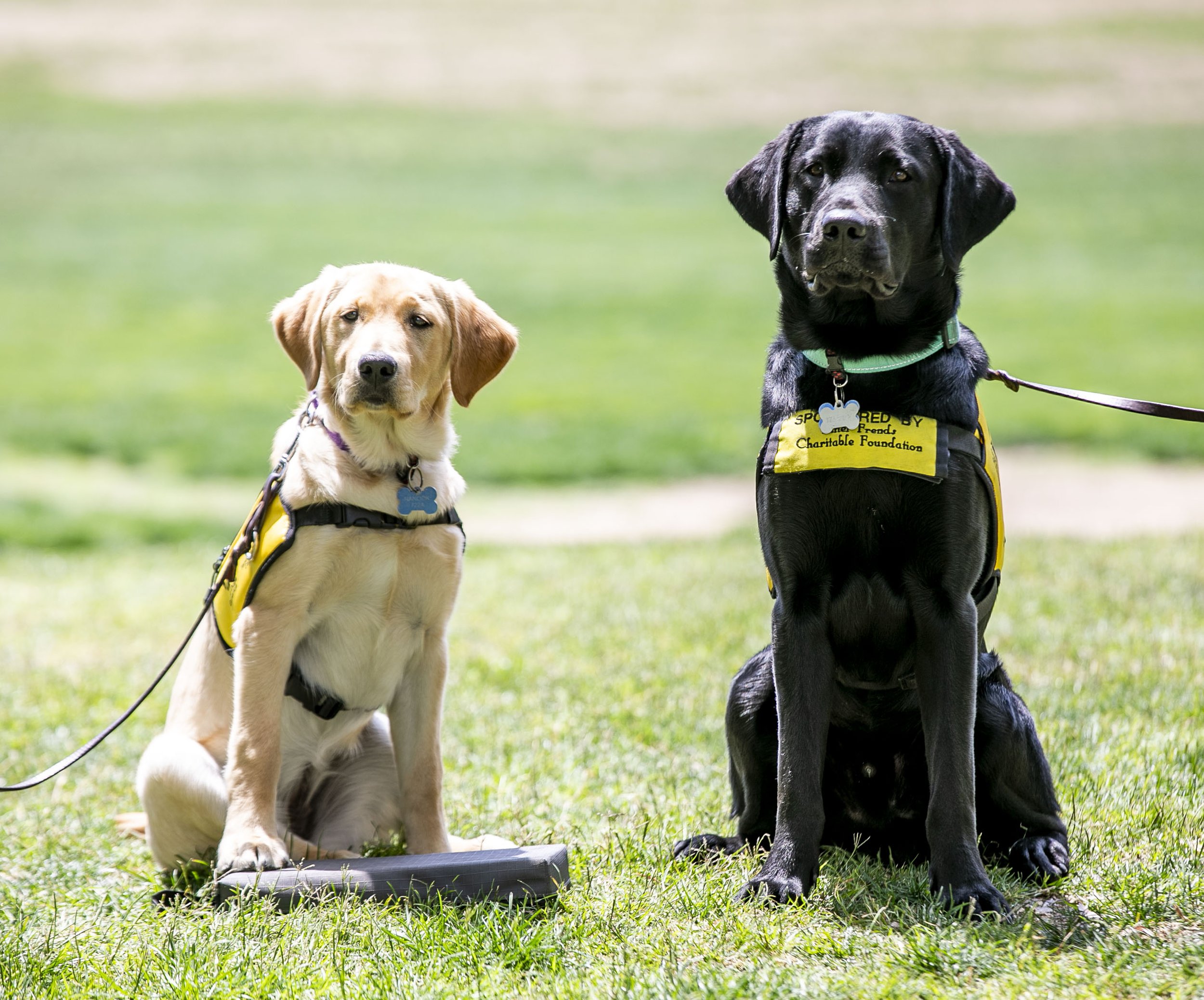 041825_GUIDEDOGS_HM_WEB_13.JPG