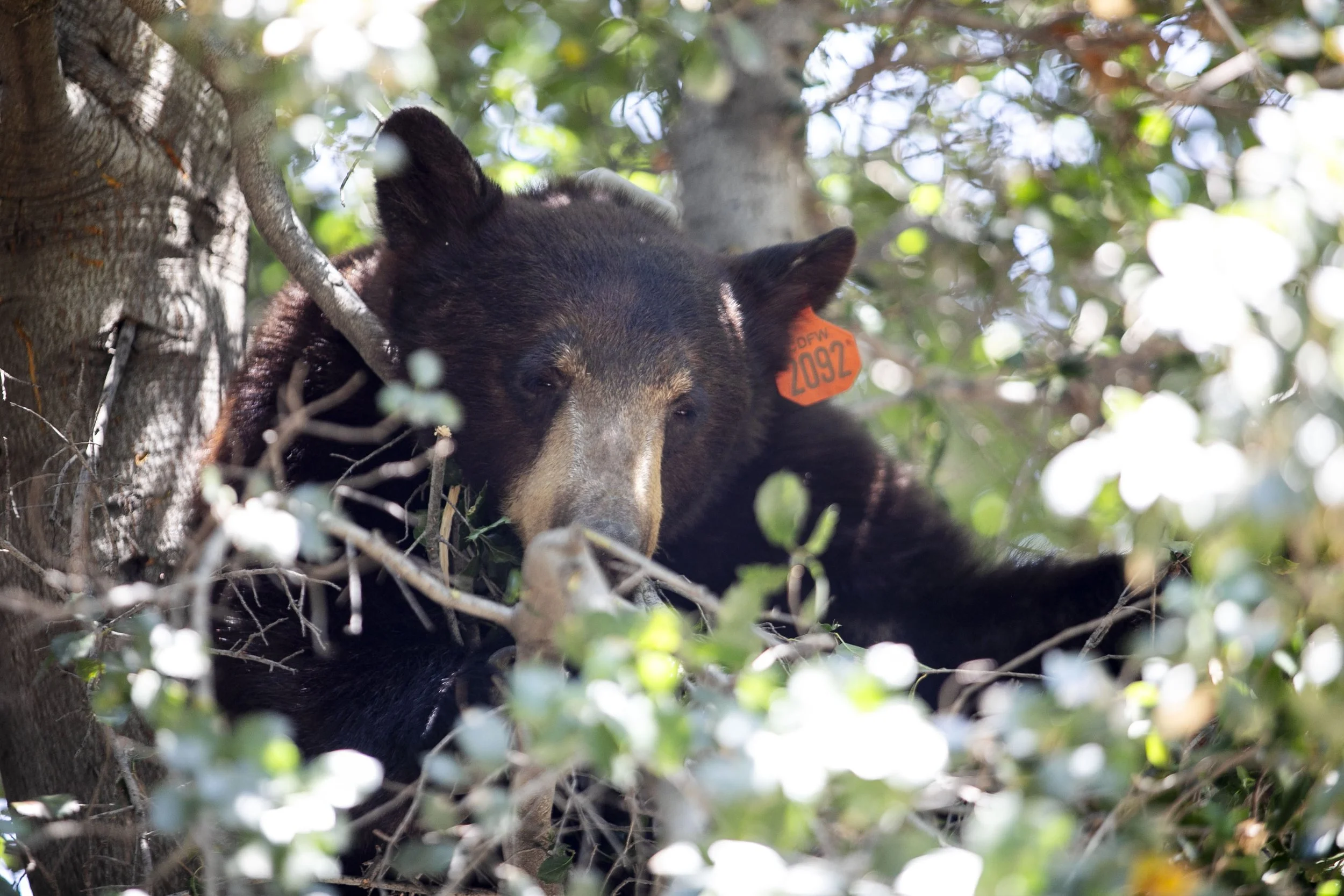 051426_BEAR_HM_WEB_13.jpg