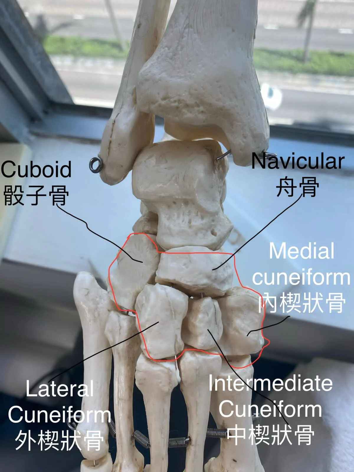 舞者之痛 解剖腳前掌與腳踝 Hk Dance Magazine