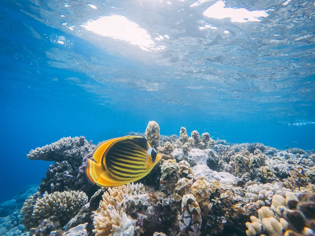 Little yellow fish