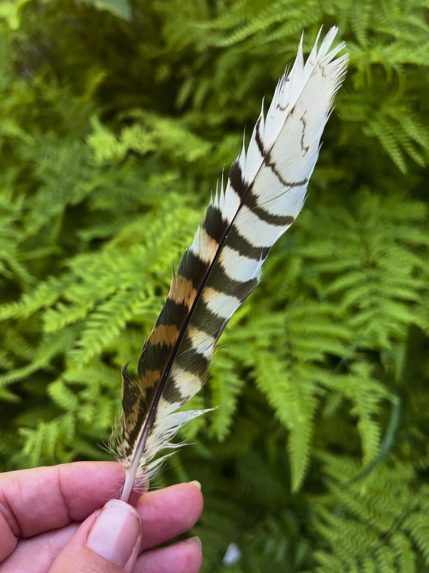Animal messages ~ as I was packing a wholesale order of my range and pondering my journey into post menopause as a business owner I came across this feather on the grass behind my studio. A kookaburras tail feather. Healing, lightness of heart &amp; 