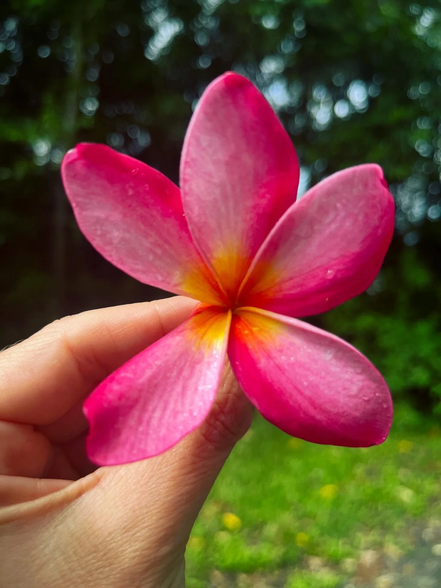 Our first frangipani. When we moved to our home 3 years ago there was a dormant looking frangipani tree growing. It wasn&rsquo;t in an ideal position for the tree or for our new storage shed so we transplanted it to our front garden area near my stud