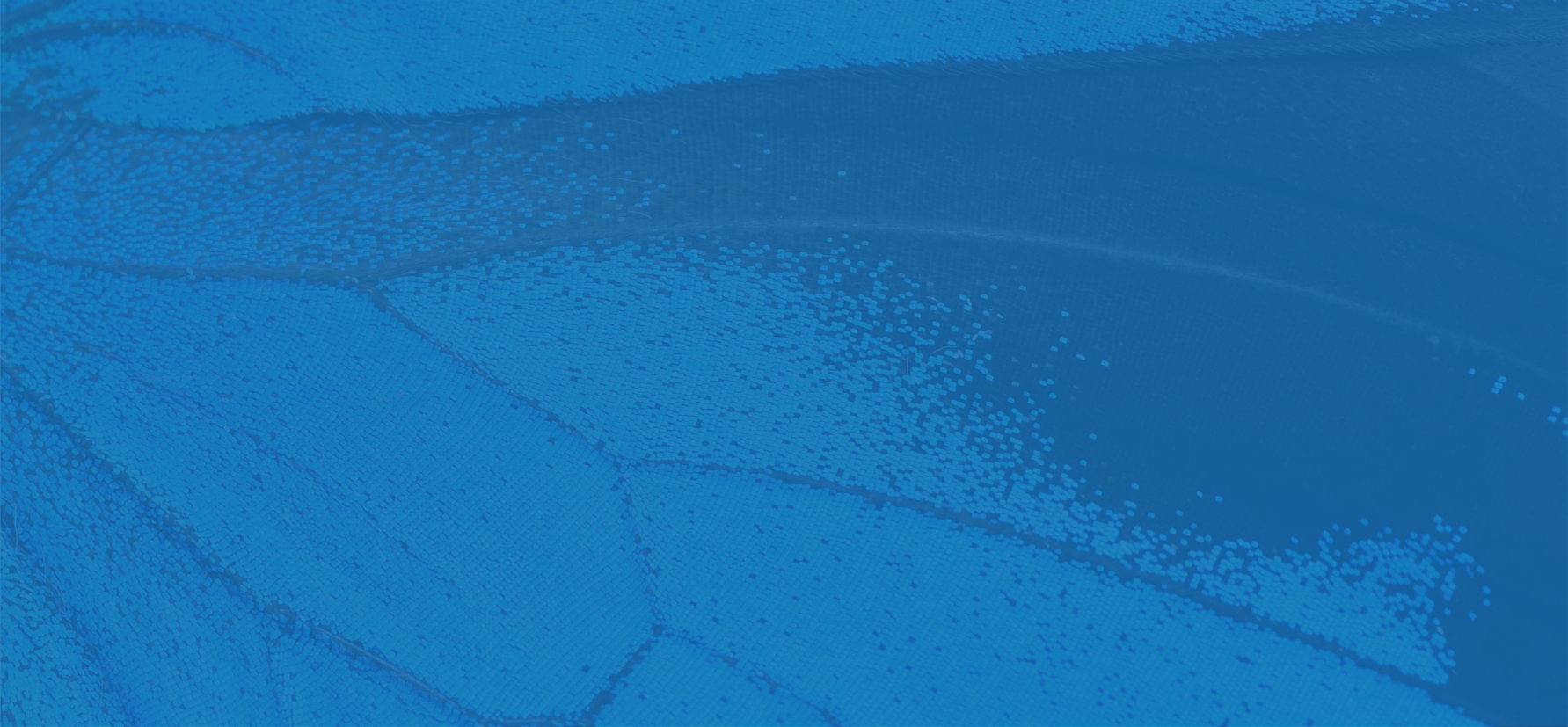 Butterfly Wing Background.png