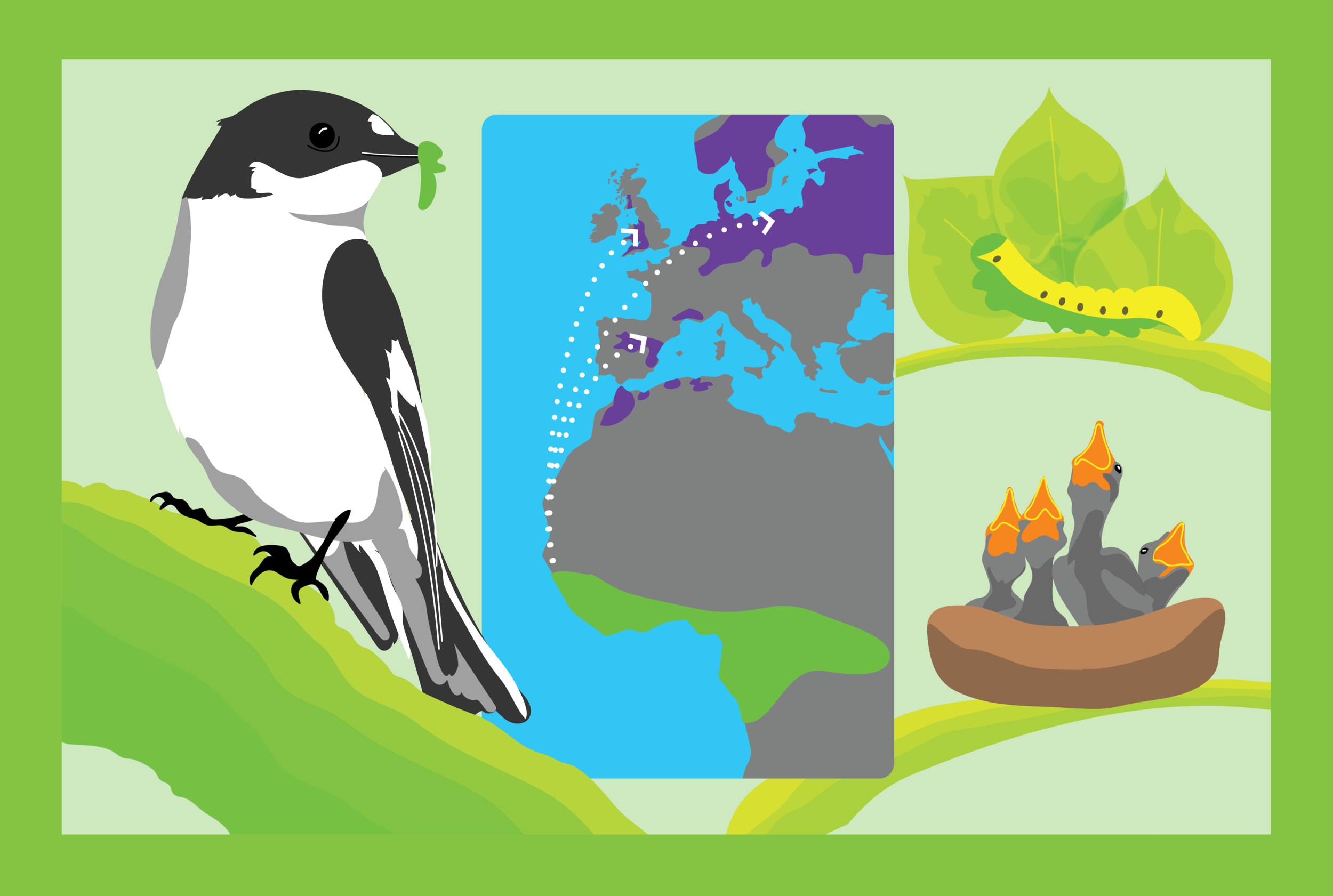 European Finch no text-01.png