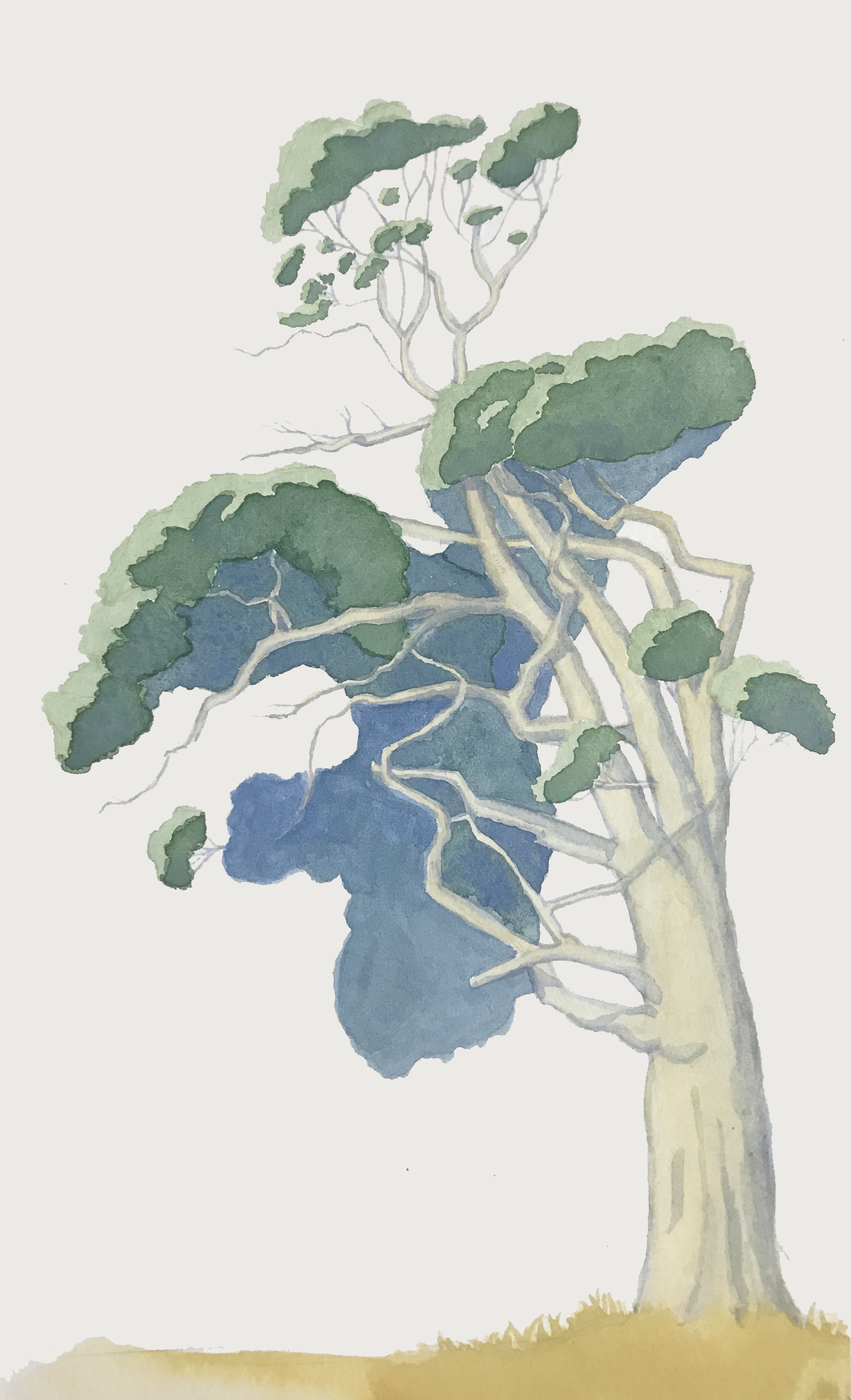 Eucalyptus