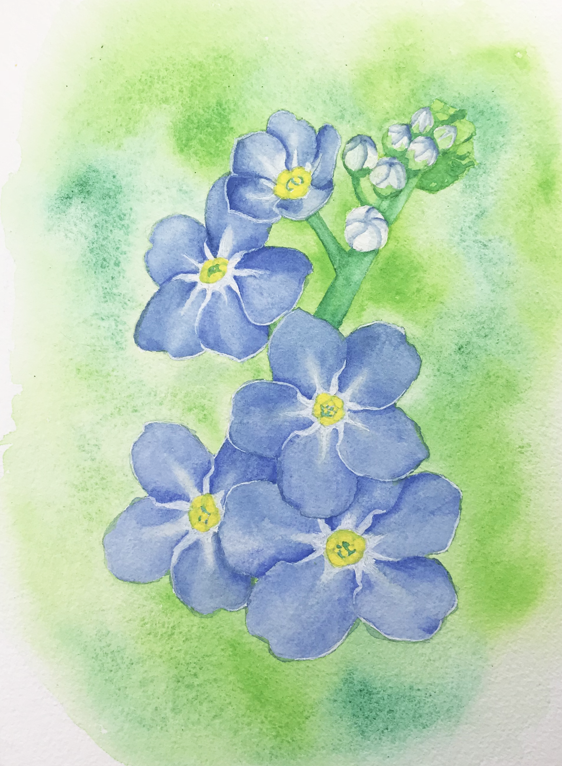 Forget-me-nots