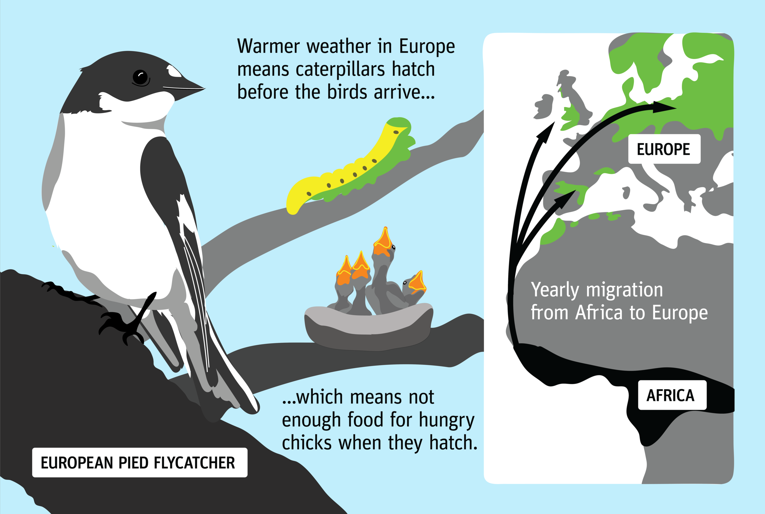 European Pied Flycatcher v3-01.png