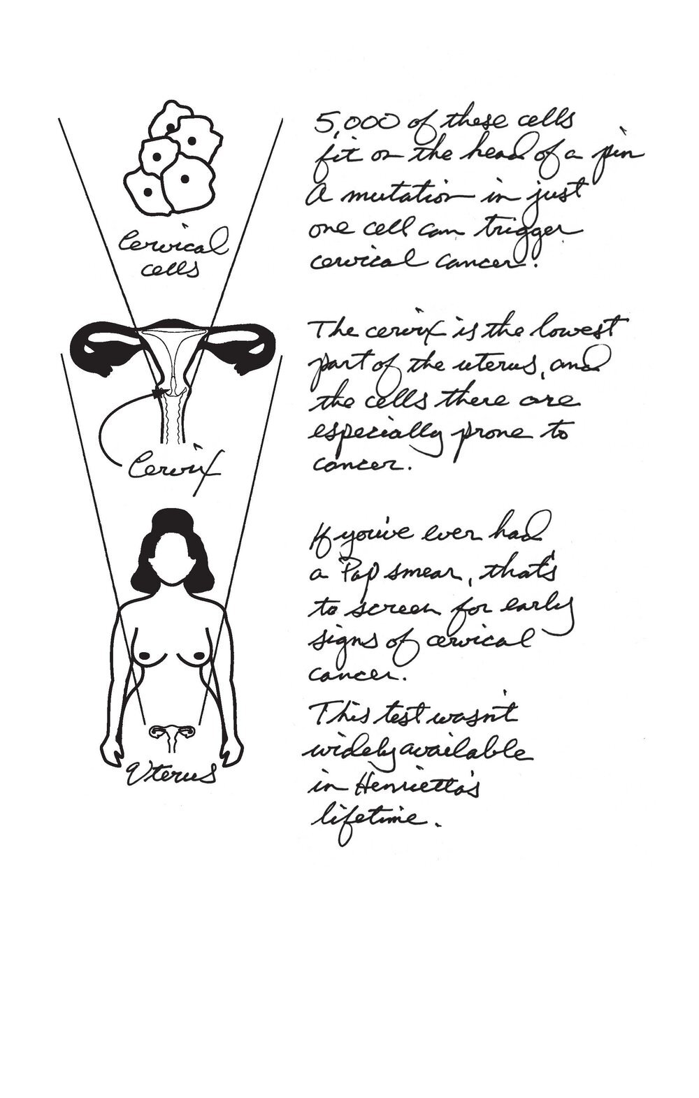 HeLA_Uterus+Diagram.jpg