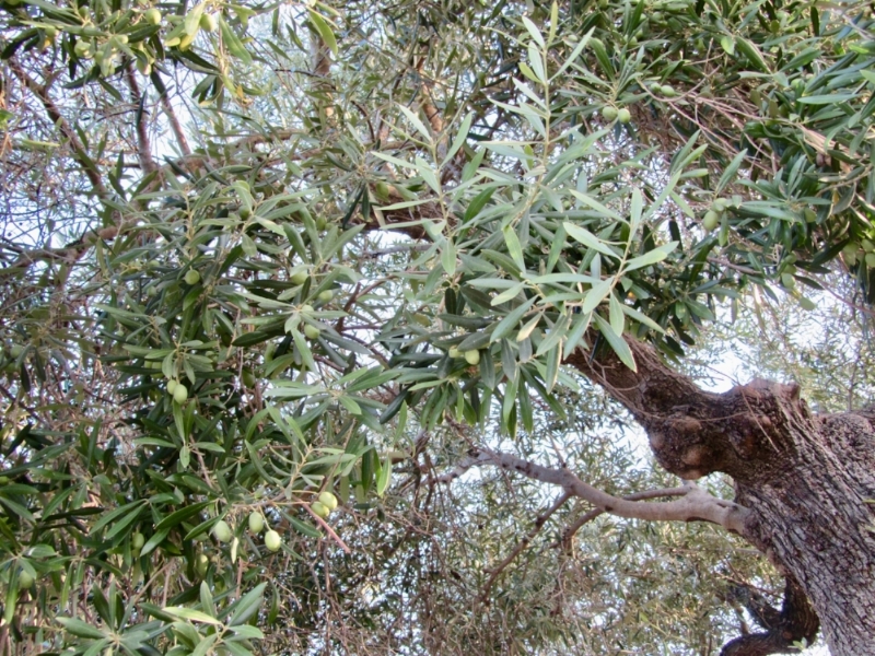 These olive trees are 200-300 years old!! How incredible!