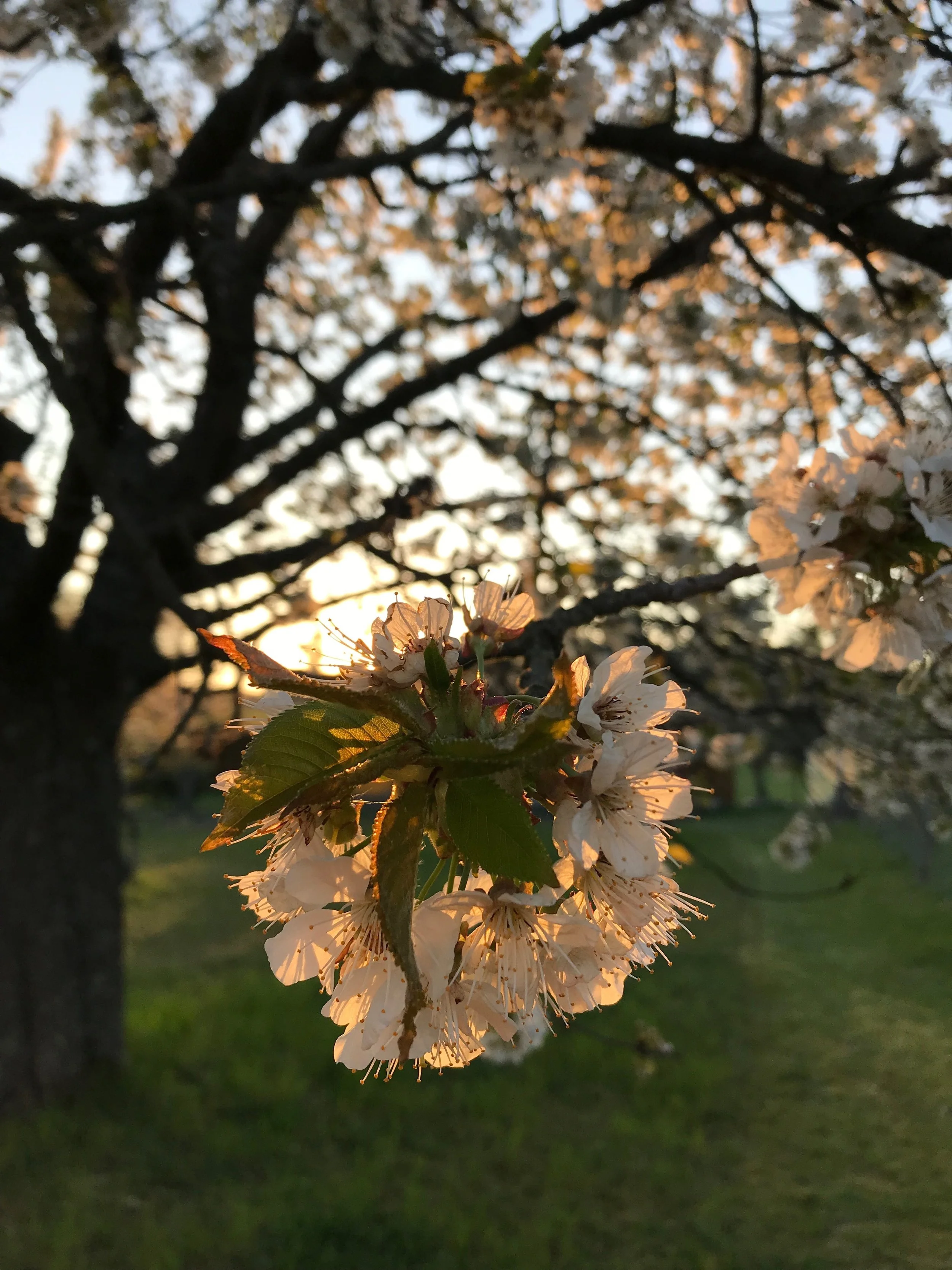 5 tipů jak přinést více mindfulness do každodenního života