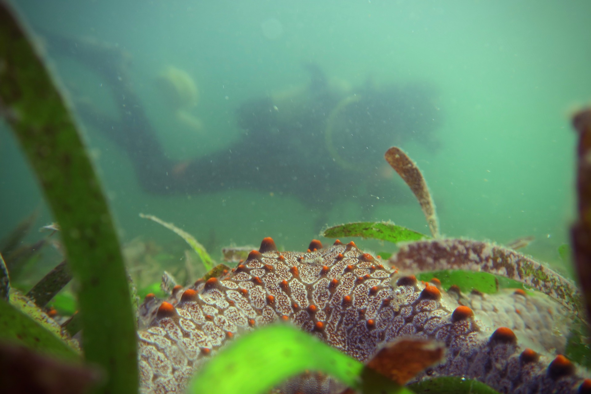 estaury diver backgroud.jpeg