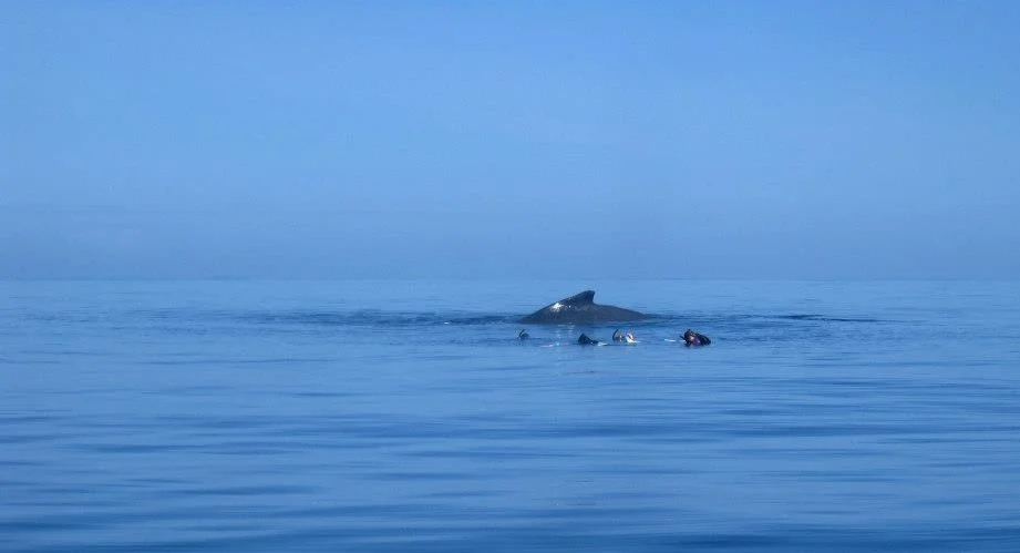 snorkler 3.jpg