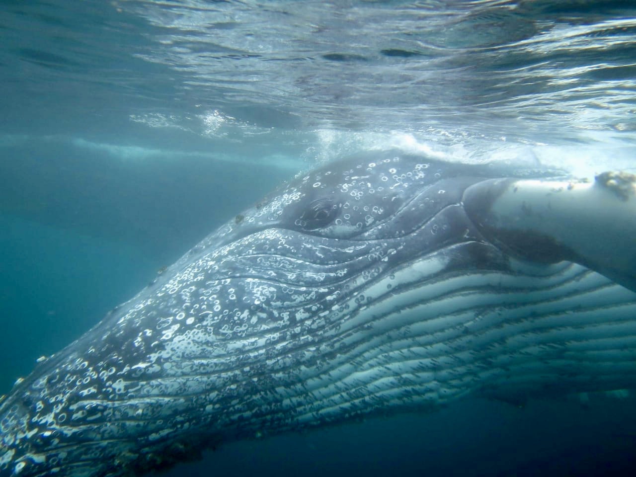 HUMPBACK WHALE