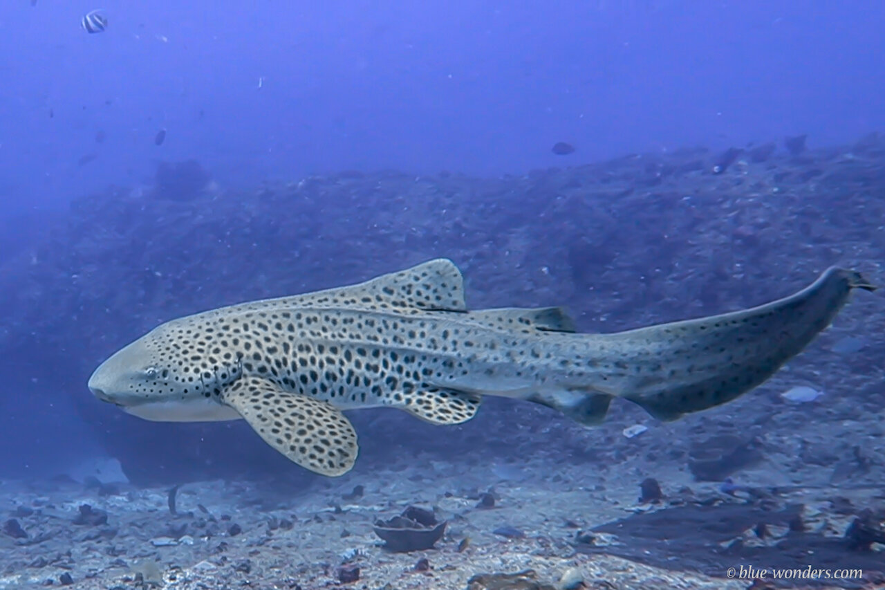 leopard_shark_tofo.00_00_14_54.Still003.jpg