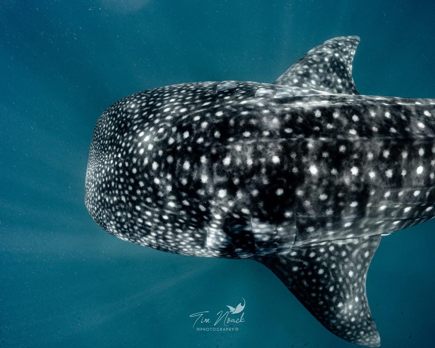 Today again we had lots of whale sharks on ocean safari🐋🐋🐋🐋🐋.

Ocean Safari is a 2 hour trip to look for whale sharks and other cool animals. Today we managed to swim with 5 individuals😎🥳

One of our most asked questions is: what&rsquo;s the b