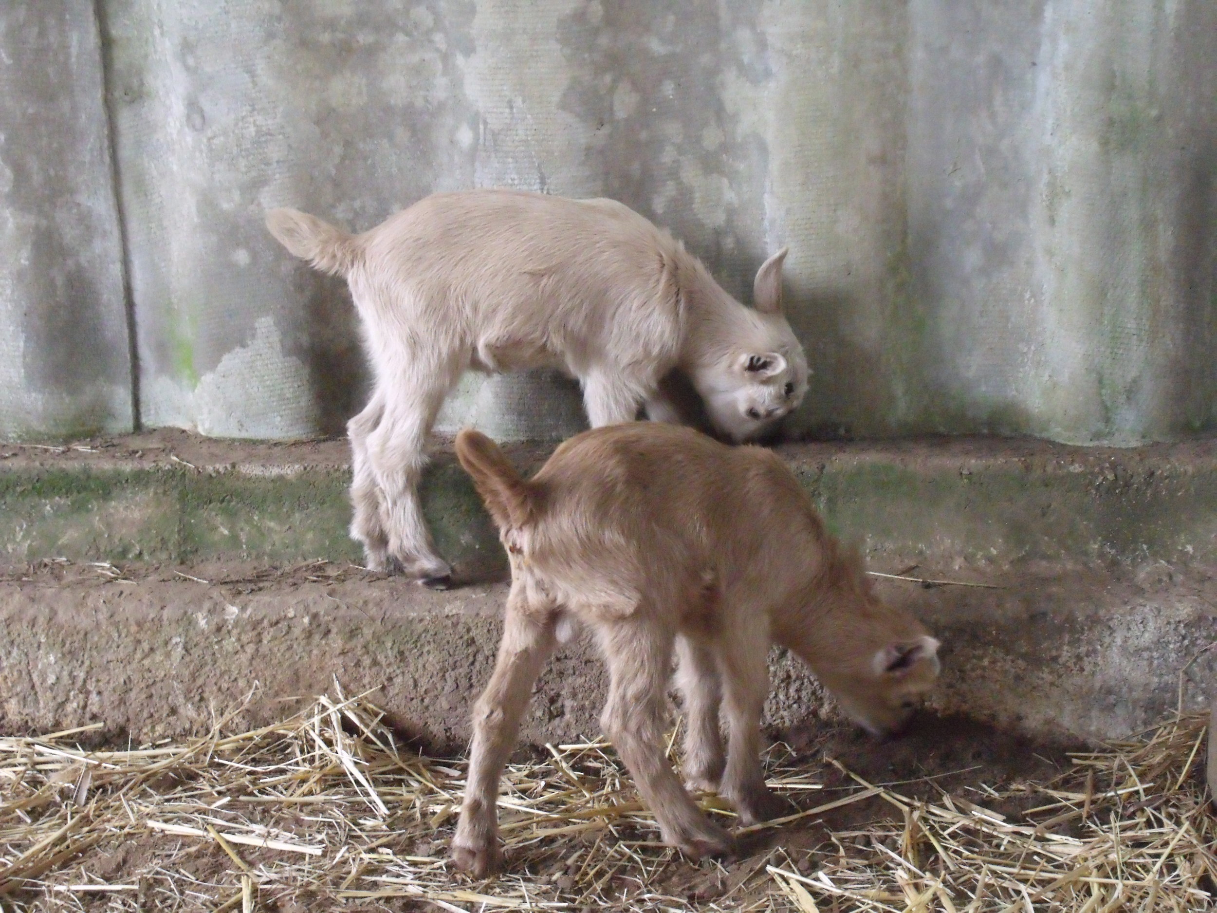 Baby Goats