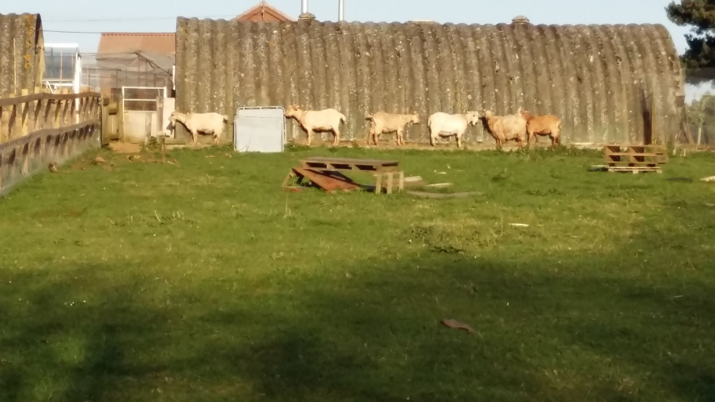 Goats And Nissen Hut